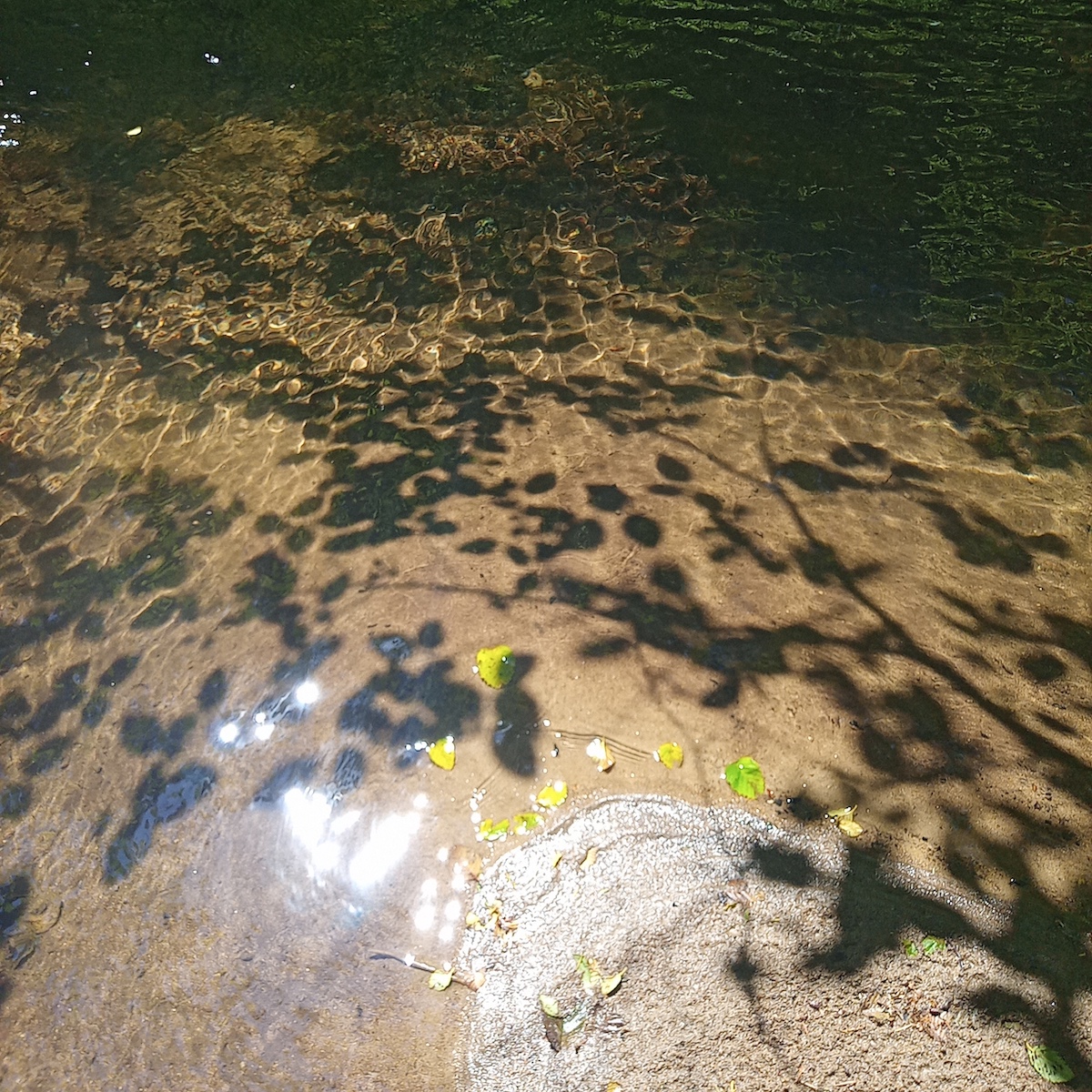 Leaf shadows on the sand beneath a clear pool